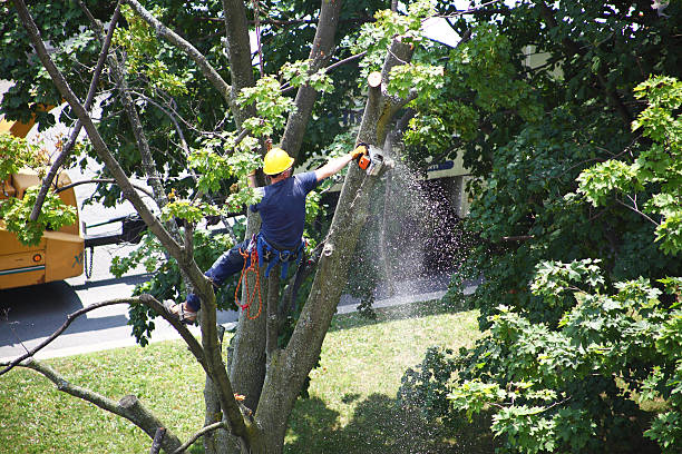 Best Tree Trimming and Pruning  in Warren Park, IN